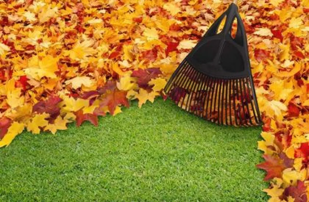 Spring & Leaf Cleanup